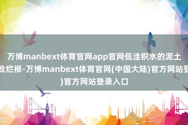 万博manbext体育官网app官网低洼积水的泥土容易导致烂根-万博manbext体育官网(中国大陆)官方网站登录入口